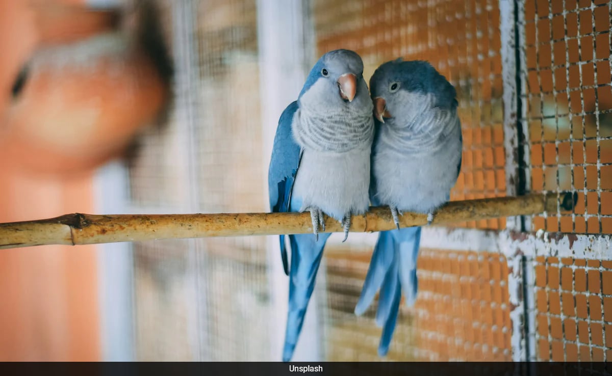 собствеността на домашни любимци не е само за котки и