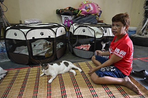 As Cambodian Artillery Screamed Across Sky, Thai Woman Rushes To Save Cats