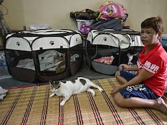 As Cambodian Artillery Screamed Across Sky, Thai Woman Rushes To Save Cats