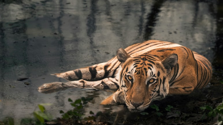 Where The Big Cats Roam: 10 Thrilling Tiger Reserves You Should Visit Now