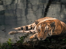 Where The Big Cats Roam: 10 Thrilling Tiger Reserves You Should Visit Now Where The Big Cats Roam: 10 Thrilling Tiger Reserves You Should Visit Now
