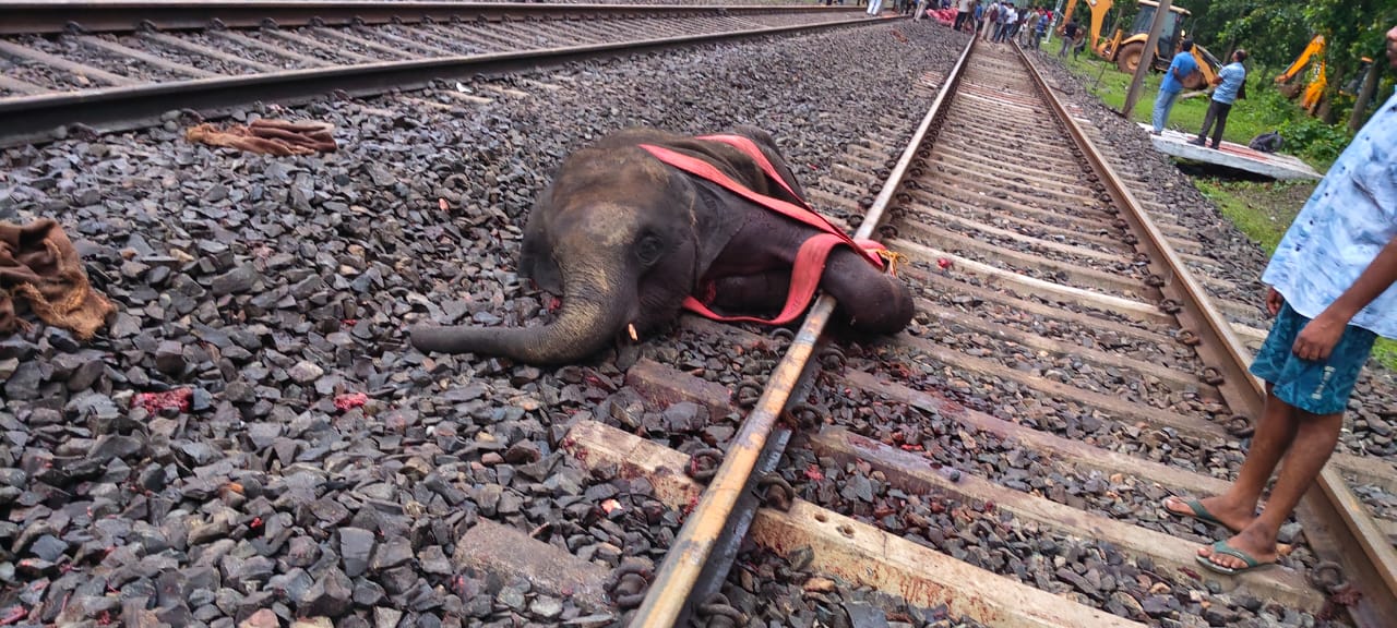 बंगाल में रेल हादसे में 3 हाथियों की मौत, ट्रैक पार करते समय आई ट्रेन, फिर घंटों बाधित रही आवाजाही