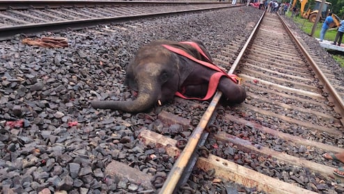 बंगाल में रेल हादसे में 3 हाथियों की मौत, ट्रैक पार करते समय आई ट्रेन, फिर घंटों बाधित रही आवाजाही