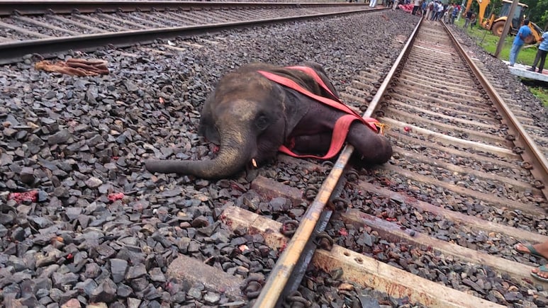 बंगाल में रेल हादसे में 3 हाथियों की मौत, ट्रैक पार करते समय आई ट्रेन, फिर घंटों बाधित रही आवाजाही