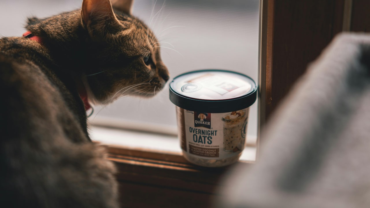 Pet Food Under 300 That You Can Give In 2 Meals A Day To Keep Your Pet Happy