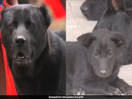 Manipur's Haofa Dog Breed Now In Assam Rifles Unit Manipur's Haofa Dog Breed Now In Assam Rifles Unit