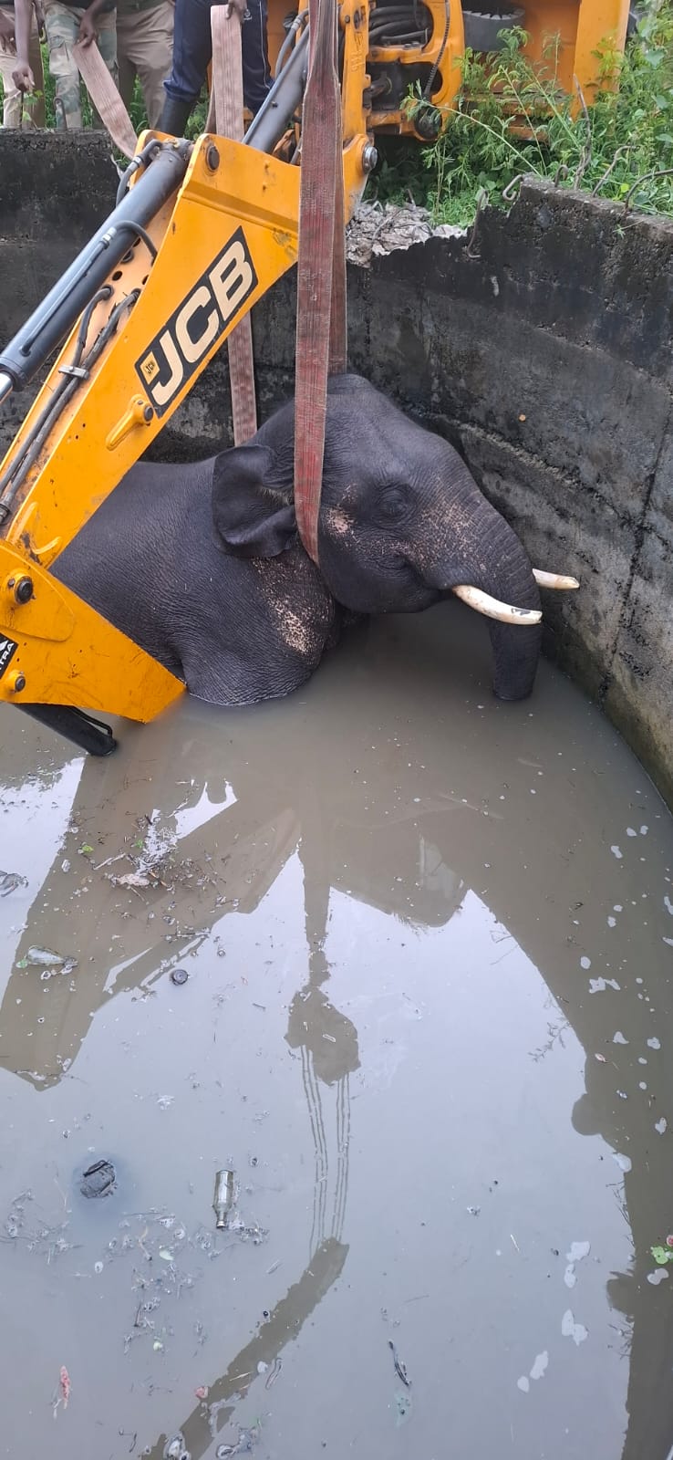 Elephant Falls Into Well In Coimbatore, Dies Despite Rescue Operation