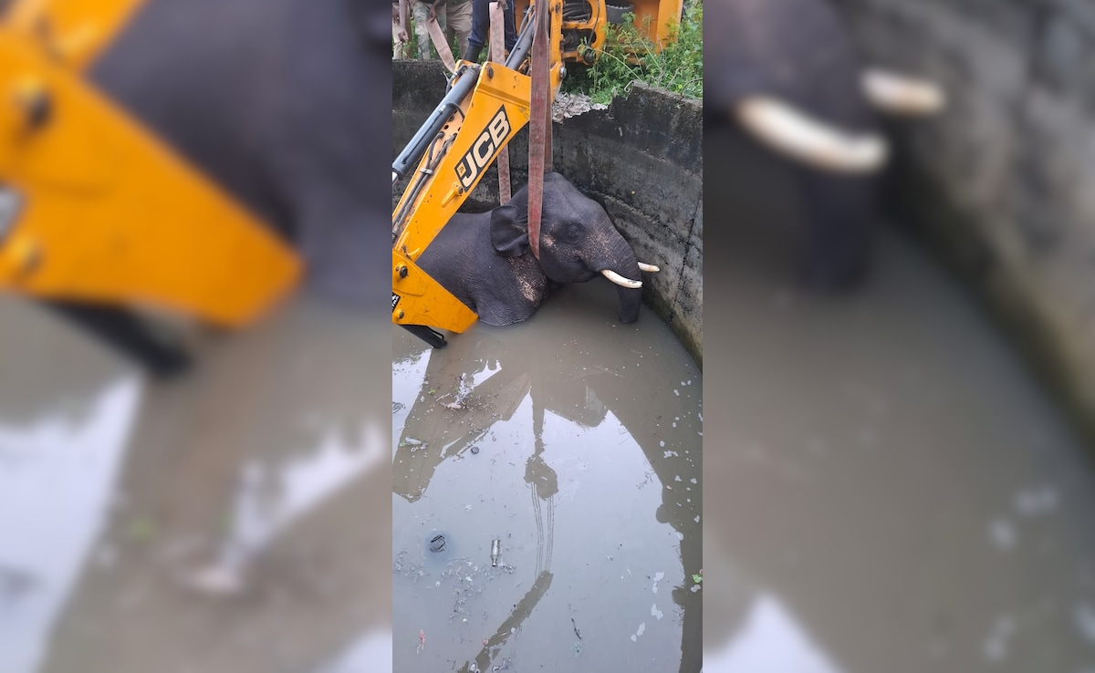 Elephant попада добре в Коимбаторе, умира въпреки спасителната операция 