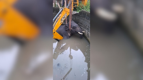 Elephant Falls Into Well In Coimbatore, Dies Despite Rescue Operation