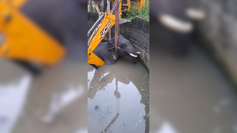 Elephant Falls Into Well In Coimbatore, Dies Despite Rescue Operation