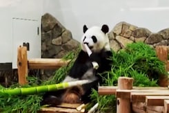 NDTV Special Report From China's Sichuan: The Hometown Of Pandas NDTV Special Report From China's Sichuan: The Hometown Of Pandas