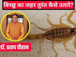 बिच्छू का जहर तुरंत कैसे उतारे? आयुर्वेदिक डॉक्टर ने बताया बिच्छू के काटने पर क्या करना चाहिए