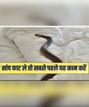 बारिश में बढ़ जाता है सांपों का खतरा, जानिए कैसे करें बचाव, पहचानें लक्षण और तुरंत करें ये काम