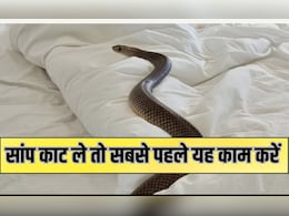 बारिश में बढ़ जाता है सांपों का खतरा, जानिए कैसे करें बचाव, पहचानें लक्षण और तुरंत करें ये काम