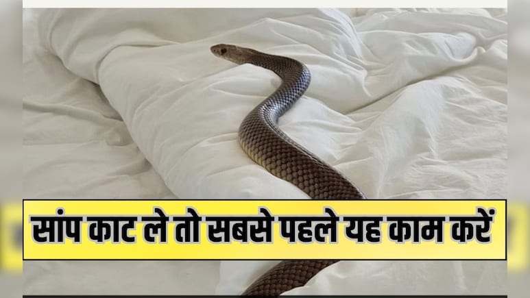 बारिश में बढ़ जाता है सांपों का खतरा, जानिए कैसे करें बचाव, पहचानें लक्षण और तुरंत करें ये काम