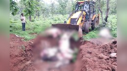 Govansh Killed: रात के अंधेरे में बड़ा सड़क हादसा, एक साथ सात गोवंशों को अज्ञात वाहन ने मारी टक्कर