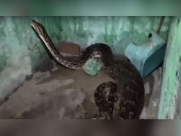 घर के बरामदे में बैठे पालतू कुत्ते को जिंदा निगल गया अजगर, देख कांप उठे घरवाले घर के बरामदे में बैठे पालतू कुत्ते को जिंदा निगल गया अजगर, देख कांप उठे घरवाले