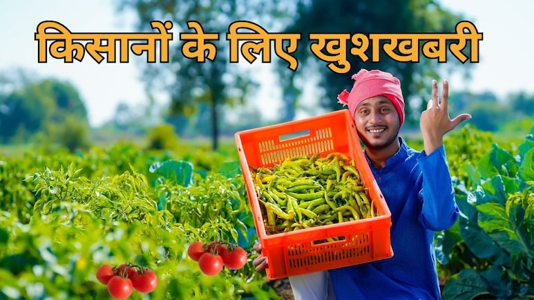 Baloda Bazar: टमाटर-मिर्च-केला जैसी फसलों का करा लें बीमा, नुकसान होने पर मिलेगा मुआवजा, जानें कब करें आवेदन? Baloda Bazar: टमाटर-मिर्च-केला जैसी फसलों का करा लें बीमा, नुकसान होने पर मिलेगा मुआवजा, जानें कब करें आवेदन?
