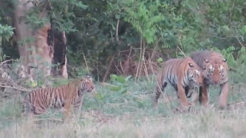 Khivni Wildlife Sanctuary: बाघों का घर कहलाता है खिवनी वन्यजीव अभ्यारण, देखते ही बनती है यहां की खूबसूरती