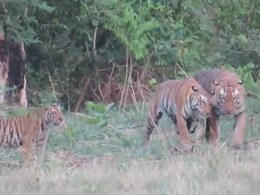 Khivni Wildlife Sanctuary: बाघों का घर कहलाता है खिवनी वन्यजीव अभ्यारण, देखते ही बनती है यहां की खूबसूरती Khivni Wildlife Sanctuary: बाघों का घर कहलाता है खिवनी वन्यजीव अभ्यारण, देखते ही बनती है यहां की खूबसूरती