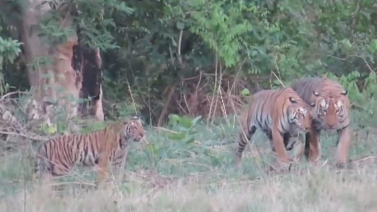 Khivni Wildlife Sanctuary: बाघों का घर कहलाता है खिवनी वन्यजीव अभ्यारण, देखते ही बनती है यहां की खूबसूरती Khivni Wildlife Sanctuary: बाघों का घर कहलाता है खिवनी वन्यजीव अभ्यारण, देखते ही बनती है यहां की खूबसूरती