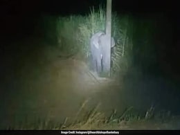 'They Can't See Me': Baby Elephant Caught Eating Sugarcane, Hides Behind Pole 'They Can't See Me': Baby Elephant Caught Eating Sugarcane, Hides Behind Pole