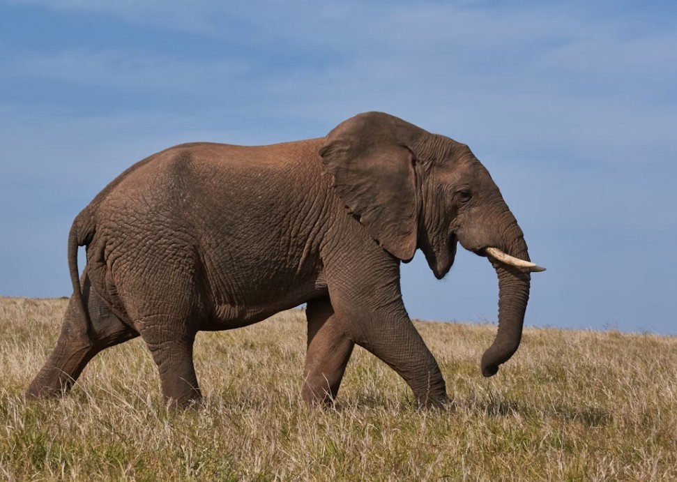 Multi-Millionaire CEO, 39, Trampled To Death By Elephant At South African Game Reserve