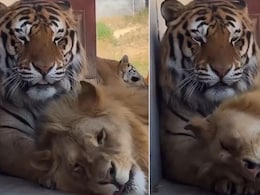 बाघ से लिपट-लिपट कर मस्ती करता दिखा शेर, खतरनाक जानवरों के बीच ऐसा प्यार देख लोग हैरान, बताया- सबसे खूबसूरत Video बाघ से लिपट-लिपट कर मस्ती करता दिखा शेर, खतरनाक जानवरों के बीच ऐसा प्यार देख लोग हैरान, बताया- सबसे खूबसूरत Video