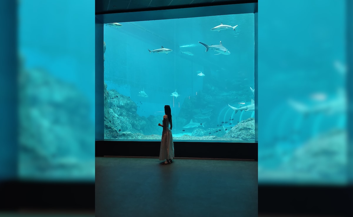 Open aquarium. Photo: Author Open aquarium. Photo: Author