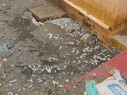 अजमेर में बारिश के बाद सड़कों पर लगे मरी मछलियों के ढ़ेर, बदबू से इलाके में मचा हाहाकार; प्रशासन चुप
