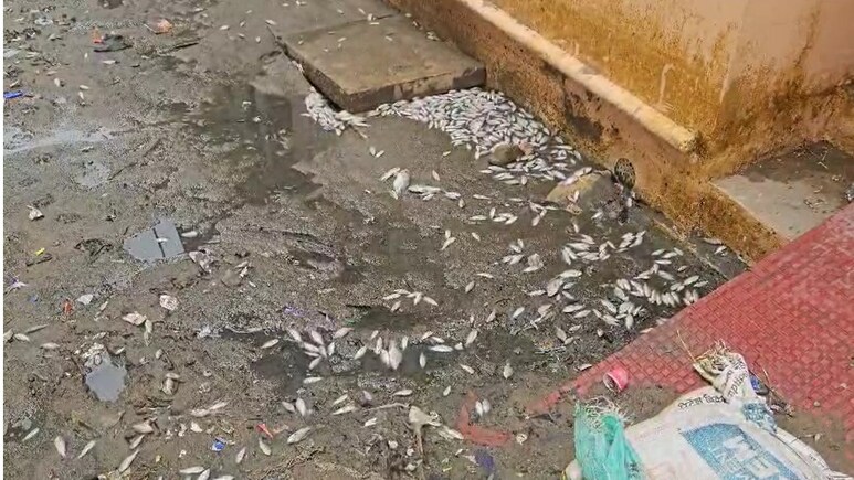अजमेर में बारिश के बाद सड़कों पर लगे मरी मछलियों के ढ़ेर, बदबू से इलाके में मचा हाहाकार; प्रशासन चुप