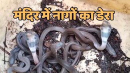 Sawan 2025: रतलाम के इस मंदिर में कोबरा के 10 बच्चों ने जमाया डेरा, सावन मास में 'नाग देवता' के दर्शन को उमड़ी भीड़
