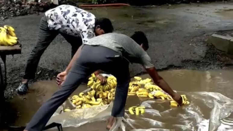 Dombivli: डोंबिवलीकरांच्या जीवाशी खेळ, रस्त्यावरील घाण पाण्यात धुवून सुरु आहे केळ्यांची विक्री