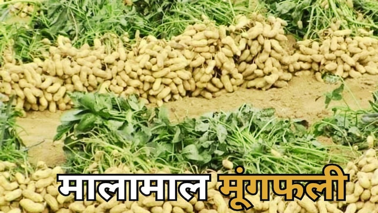 New Variety Peanuts: महासमुंद के किसानों की पहली पसंद बनी मूंगफली की यह नई किस्म, प्रति हेक्टेयर 15-20 क्विंटल New Variety Peanuts: महासमुंद के किसानों की पहली पसंद बनी मूंगफली की यह नई किस्म, प्रति हेक्टेयर 15-20 क्विंटल