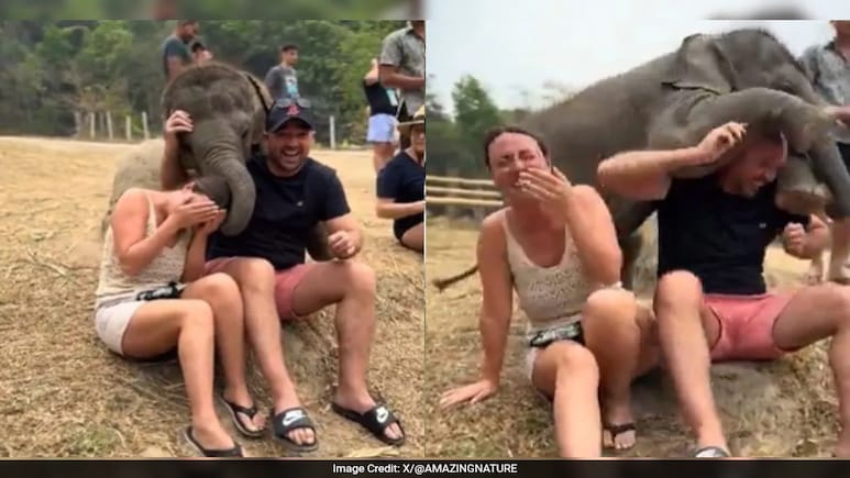 Watch: Adorable Baby Elephant Gives Squishy Hugs To Humans, Melts Internet Watch: Adorable Baby Elephant Gives Squishy Hugs To Humans, Melts Internet
