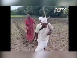 गरीबी की इंतिहा... बैल की जगह खुद ही हल खींचने को मजबूर बुजुर्ग किसान दंपति