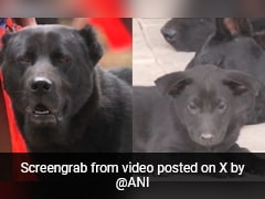 Manipur's Haofa Dog Breed Now In Assam Rifles Unit