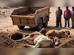 डीडवाना में अवैध बजरी माफिया का आतंक, 3 गायों को बेरहमी से कुचला, रोकने पर युवकों को कुचलने की कोशिश