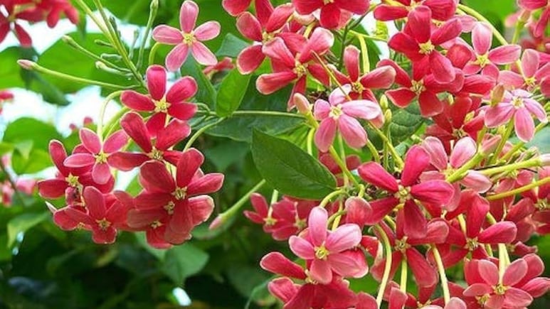 घर में उगा लें सुंदर फूलों वाला मधुमालती का पौधा, सर्दी-जुकाम का करती है रामबाण इलाज