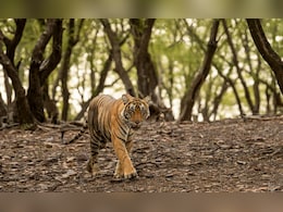 Tadoba Andhari Tiger Reserve Safari Expensive: ताडोबा अंधारी व्याघ्र प्रकल्पातील सफारी महागली! पर्यटकांना मोजावे लागणार 'इतके' पैसे
