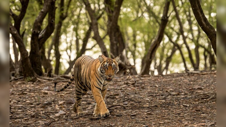 Tadoba Andhari Tiger Reserve Safari Expensive: ताडोबा अंधारी व्याघ्र प्रकल्पातील सफारी महागली! पर्यटकांना मोजावे लागणार 'इतके' पैसे Tadoba Andhari Tiger Reserve Safari Expensive: ताडोबा अंधारी व्याघ्र प्रकल्पातील सफारी महागली! पर्यटकांना मोजावे लागणार 'इतके' पैसे