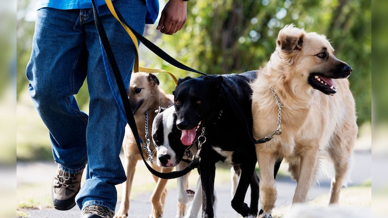 Dog Walker Income: बापरे! कुत्र्यांना फिरवून कमावतोय 4 लाख महिना ; मुंबईच्या तरुणाची भन्नाट बिझनेस आयडिया Dog Walker Income: बापरे! कुत्र्यांना फिरवून कमावतोय 4 लाख महिना ; मुंबईच्या तरुणाची भन्नाट बिझनेस आयडिया