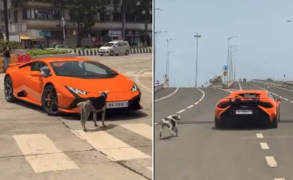 Street Dog Aura. 3-Crore Lamborghini Huracan Comes To A Halt In Mumbai