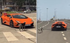 "Real Boss": Stray Dog Blocks Lamborghini On Mumbai Street, Video Goes Viral