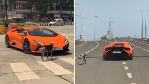 "Real Boss": Stray Dog Blocks Lamborghini On Mumbai Street, Video Goes Viral
