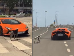 "Real Boss": Stray Dog Blocks Lamborghini On Mumbai Street, Video Goes Viral "Real Boss": Stray Dog Blocks Lamborghini On Mumbai Street, Video Goes Viral