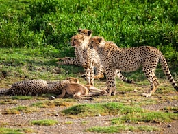 Kuno Cheetah Death: कूनो से आई बुरी खबर, मादा चीता ‘नाभा’ की मौत, ये है वजह Kuno Cheetah Death: कूनो से आई बुरी खबर, मादा चीता ‘नाभा’ की मौत, ये है वजह