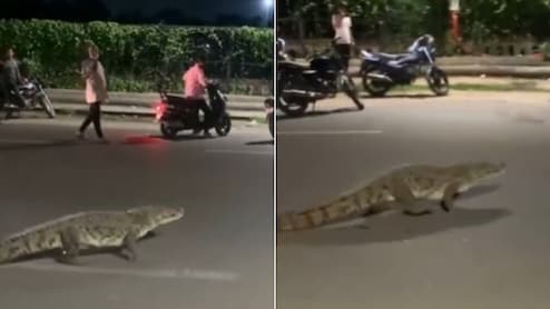 वड़ोदरा में सड़क पर लोगों के बीच टहलता दिखा मगरमच्छ, वायरल Video देख लोग बोले- पुष्पा वॉक पर निकला है