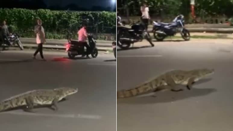 वड़ोदरा में सड़क पर लोगों के बीच टहलता दिखा मगरमच्छ, वायरल Video देख लोग बोले- पुष्पा वॉक पर निकला है