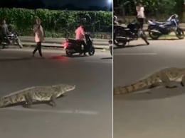 वड़ोदरा में सड़क पर लोगों के बीच टहलता दिखा मगरमच्छ, वायरल Video देख लोग बोले- पुष्पा वॉक पर निकला है वड़ोदरा में सड़क पर लोगों के बीच टहलता दिखा मगरमच्छ, वायरल Video देख लोग बोले- पुष्पा वॉक पर निकला है